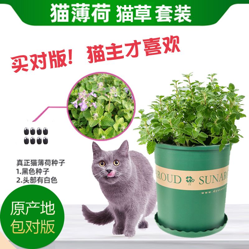 种子猫手机版torrentkitty引擎入口-第2张图片-太平洋在线下载